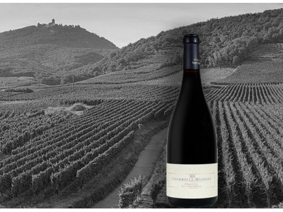 Domaine AMIOT-SERVELLE